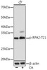 Epigenetics and Nuclear Signaling Antibodies 5 Anti-Phospho-RPA2-T21 Antibody CABP1040