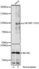 Cell Biology Antibodies 14 Anti-Phospho-BCAR1-Y410 Antibody CABP1058