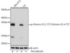 Cell Biology Antibodies 15 Anti-Phospho-Histone H1.3-T17/Histone H1.4-T17 Antibody CABP1132