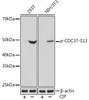 Cell Biology Antibodies 14 Anti-Phospho-CDC37-S13 Antibody CABP1141