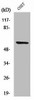 Cleaved-MMP15 Y132 Antibody PACO00034