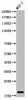 Mono-Methyl-Histone H3 K37 Antibody PACO00061