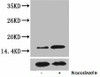 Phospho-Histone H3 Thr3 Antibody PACO00116