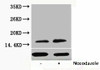 Phospho-Histone H3 Thr11 Antibody PACO00119
