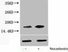 Phospho-Histone H3 Thr118 Antibody PACO00124