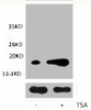 Acetyl-Histone H3 Lys9 Antibody PACO00127