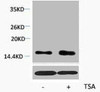 Acetyl-Histone H3 Lys23 Antibody PACO00130
