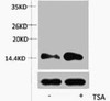 Acetyl-Histone H2A Lys15 Antibody PACO00157