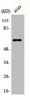 AGBL4 Antibody PACO00375