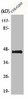AVPR1B Antibody PACO00448