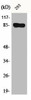 VWA5A Antibody PACO00464