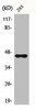 BMP8B Antibody PACO00471
