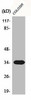 CNN2 Antibody PACO00503