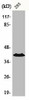 ACKR4 Antibody PACO00543