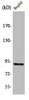 CHSY1 Antibody PACO00602