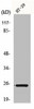 GJB7 Antibody PACO00625