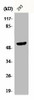 CPA5 Antibody PACO00633