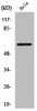 CYP2U1 Antibody PACO00668