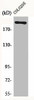 MEGF8 Antibody PACO00740