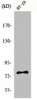 EPS8L1 Antibody PACO00771