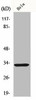 FOXR1 Antibody PACO00822