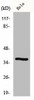 GIMAP4 Antibody PACO00852
