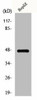 GPR137C Antibody PACO00867
