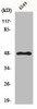 GPR83 Antibody PACO00880