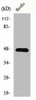 GPRIN2 Antibody PACO00885