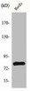 HIPK4 Antibody PACO00906