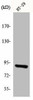 ITPKC Antibody PACO00969