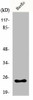 KDELR2 Antibody PACO00996