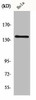 MOV10L1 Antibody PACO01080
