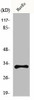 MRGPRG Antibody PACO01086