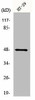 NBPF7 Antibody PACO01142