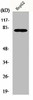 NEK5 Antibody PACO01155