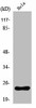 NRSN1 Antibody PACO01159