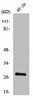 NXPH3 Antibody PACO01160