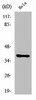 NKX2-4 Antibody PACO01176