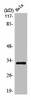 OR10AD1 Antibody PACO01201