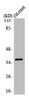 OR10G6 Antibody PACO01204