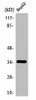 OR2AG1/OR2AG2 Antibody PACO01219