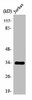 OR2H2 Antibody PACO01220