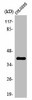 OR2L5 Antibody PACO01223