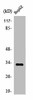 OR2T2/OR2T35 Antibody PACO01226