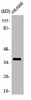 OR4A15 Antibody PACO01227