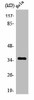 OR4C13 Antibody PACO01230