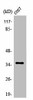 OR4K14 Antibody PACO01235