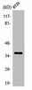 OR51T1 Antibody PACO01239