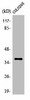 OR52B2 Antibody PACO01240